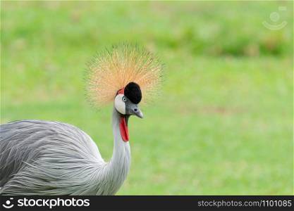 A portrait of Grey crowned crane (Balearica regulorum) with its stiff golden feathers on head in the field.