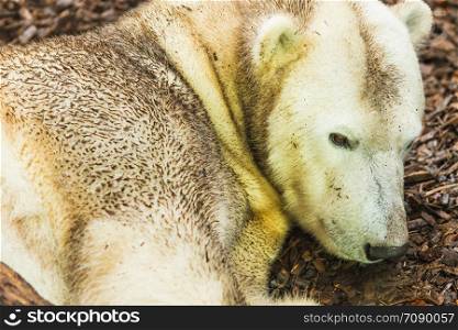 A portrait of polar bear lying on the ground