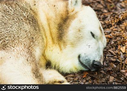 A portrait of polar bear lying on the ground