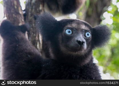 A Portrait of the Indri lemurs in a rainforest in Madagascar. Portrait of the Indri lemurs in a rainforest in Madagascar