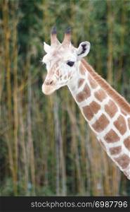 a portrait shot of a giraffe (Giraffa camelopardalis) . eine Portr?taufnahme von einer Giraffe (Giraffa camelopardalis)