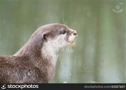 a portrait shot of a river otter . eine Portr?taufnahme von einem Fischotter