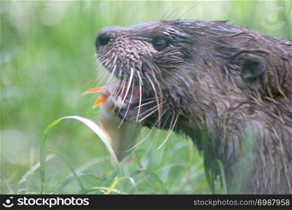 a portrait shot of a river otter . Sch?ner Fischotter sitzt auf einem Baumstamm