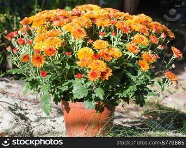A pot of beautiful orange autumn chrysanthemums