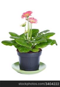 A pot of beautiful pink gerbera flowers isolated on white background
