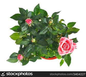 A pot of beautiful rose flowers isolated on white background