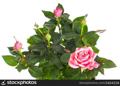 A pot of beautiful rose flowers isolated on white background