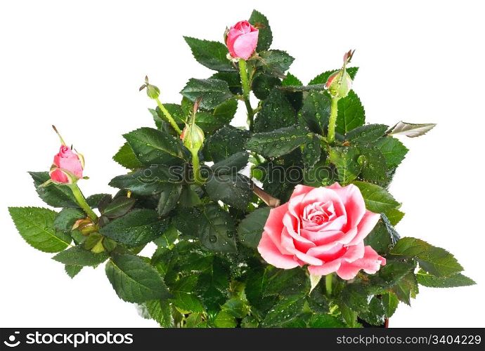 A pot of beautiful rose flowers isolated on white background (with dew drops). Composite macro photo with considerable depth of sharpness.