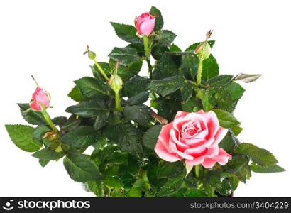 A pot of beautiful rose flowers isolated on white background (with dew drops). Composite macro photo with considerable depth of sharpness.