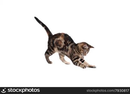 A pouncing kitten isolated on white