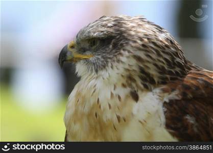 A predatory bird on outdoor background