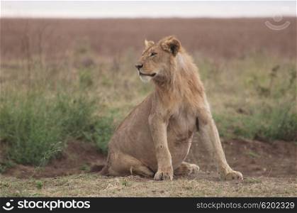 A pregnant lioness sits and looks towards her right in the grassland of the Serengeti, Tanzania.