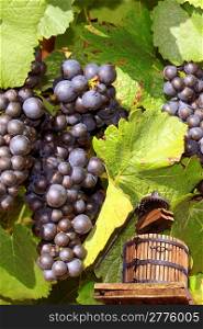 a press on grape vines to make wine