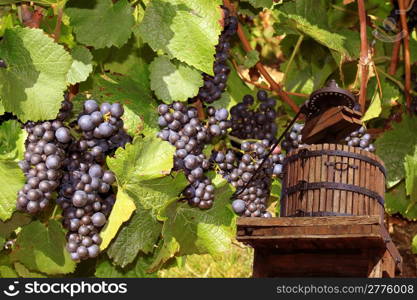 a press with grapes to recover the grape juice to manufacture the wine of it