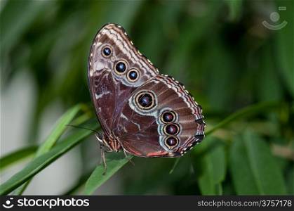 A pretty Blue morpho butterfly sitting on a blade of grass