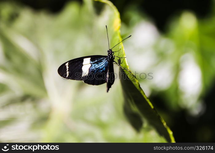 A pretty butterfly perched on green leaf in the garden