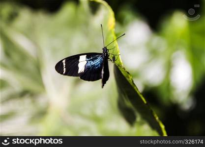 A pretty butterfly perched on green leaf in the garden