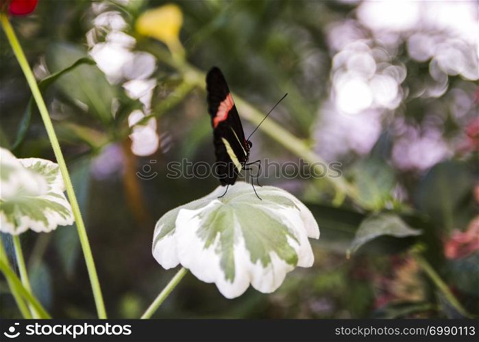 A pretty butterfly perched on green leaf in the garden