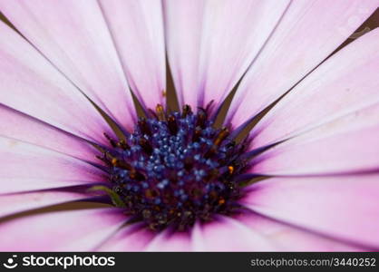 a pretty flower in the field in spring