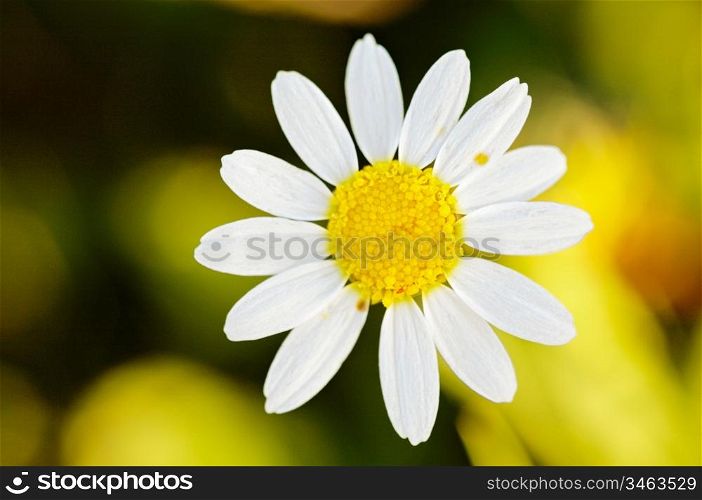 a pretty flower in the field in spring