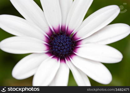 a pretty flower in the field in spring