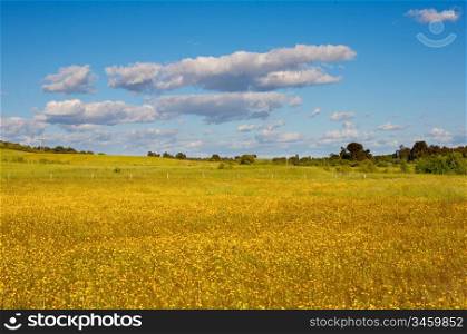 A pretty flowered field and cloudy sky