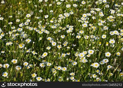 A pretty green meadow full of daisies