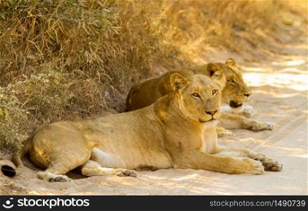 A Pride of African Lions lying in a dirt road in a Game Reserve