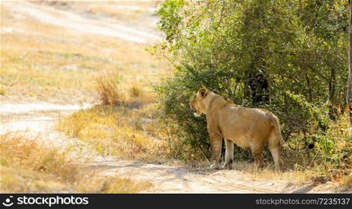 A Pride of African Lions on safari in a Game Reserve