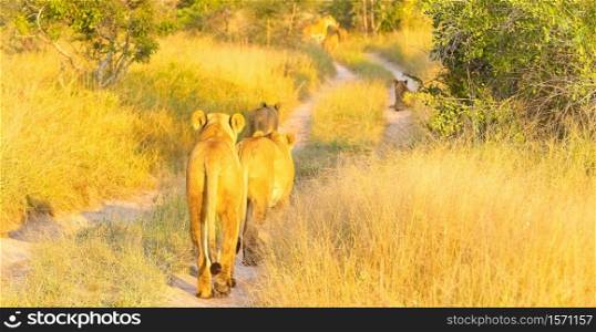 A pride of African Lions walking down a dirt road in a South African wildlife game reserve, female lioness and cubs from behind