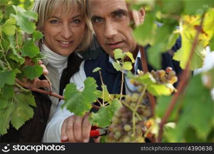 a producer and his wife cropping grapes