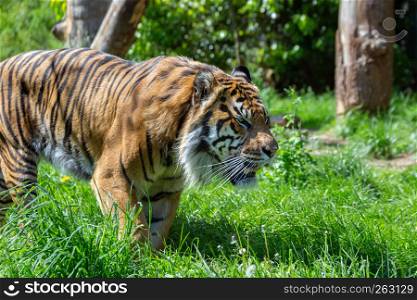 A prowling Sumatran Tiger. The Sumatran tiger is one of the smallest tigers, about the size of a leopard, and is critically endangered.
