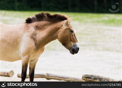 A Przewalski&rsquo;s wild horse (Equus ferus przewalskii) in the field.