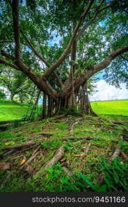 A public place leisure travel wide lawn and big tree landscape at Park to relax with in nature forest Mountain views spring cloudy sky background with white cloud in Chiang Mai University.