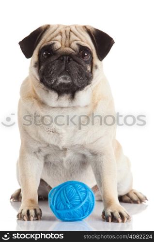 a pug dog isolated on a white background
