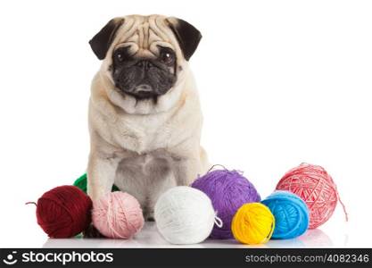 a pug dog isolated on a white background