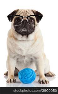 a pug dog isolated on a white background. Dog with glasses