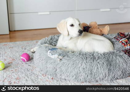 A puppy of a golden retriever is resting in a dog bed. Home pet.