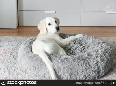 A puppy of a golden retriever is resting in a dog bed. Home pet.