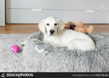 A puppy of a golden retriever is resting in a dog bed. Home pet.