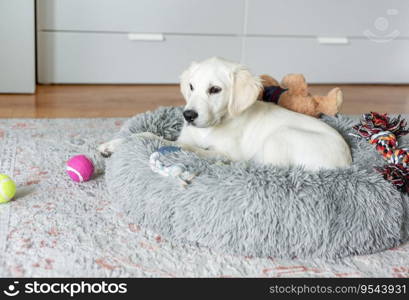 A puppy of a golden retriever is resting in a dog bed. Home pet.