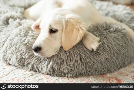 A puppy of a golden retriever is resting in a dog bed. Home pet.