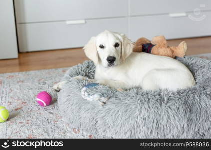 A puppy of a golden retriever is resting in a dog bed. Home pet.