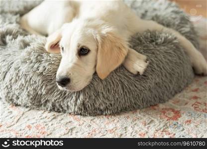 A puppy of a golden retriever is resting in a dog bed. Home pet.