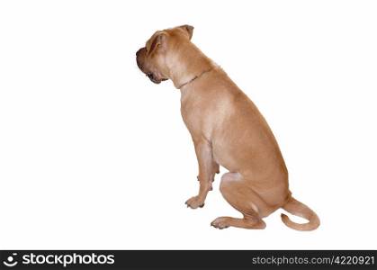 A puppy sharpei dog sitting on the floor showing his nice fur back, forwhite background with copy space.