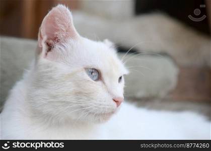 A pure white cat with turquoise blue eyes and pink defective ears outdoors.. Pure white cat with turquoise blue eyes and pink defective ears