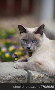 A purebred, Lilac point Siamese laying in the garden.