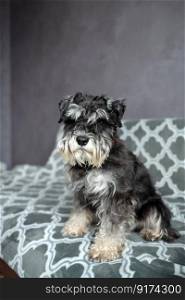 A purebred schnauzer of black and silver color with an addressee on a collar is sitting on the sofa. A black-and-silver schnauzer with an addressee on a red collar is sitting on the sofa