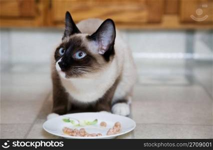 A purebred, Snowshoe Lynx-Point Siamese kitten eating wet cat food from a saucer, in a modern kitchen.