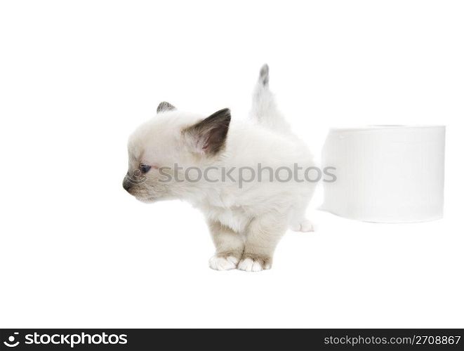 A purebred, Snowshoe Lynx-Point Siamese kitten turns her nose up at toilet paper that isn&rsquo;t soft enough. Room for copy.